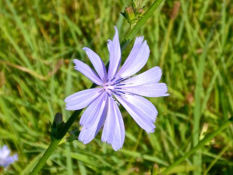 Chicory (Cichorium intybus) ... and that was it for flowers.