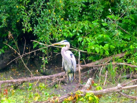 "You want some of this, pal?" Geez, Maryland's great blue heron are more aggressive than its snakes!