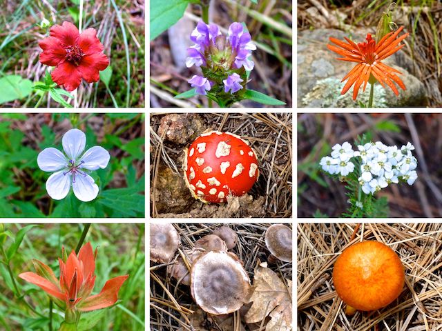 Even more East Clear Creek / Quaking Aspen Canyon flowers! ... Top Row: red cinquefoil, common self heal, Mexican silene ... Middle Row: Richardson's geranium, fly agaric, western yarrow ... Bottom Row: paintbrush, unknown mushroom, unknown mushroom.