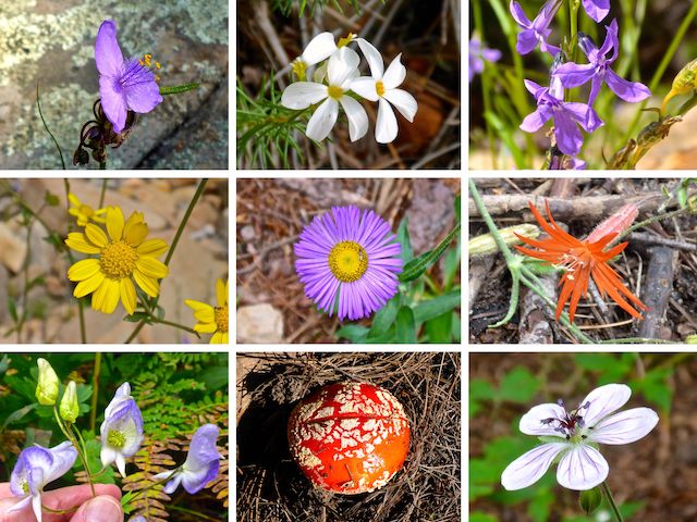 Knoll Lake / East Leonard Canyon flowers ... Top Row: pineywoods spiderwort, Nuttall's linanthus, Apache lobelia ... Middle Row: ragleaf bahia, fleabane, Mexican silene ... Bottom Row: Columbia monkshood, fly agaric, Richardson's geranium.
