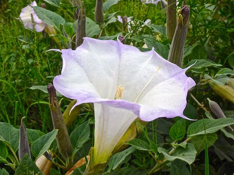Sacred datura especially along the path to the Watson Lake boat ramp, but the best cluster was about a mile down Iron King Trail.