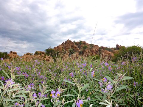 I have never seen even REMOTELY so many silverleaf nightshade as I saw along both Peavine Trail & Iron King Trail today. This was the densest patch.