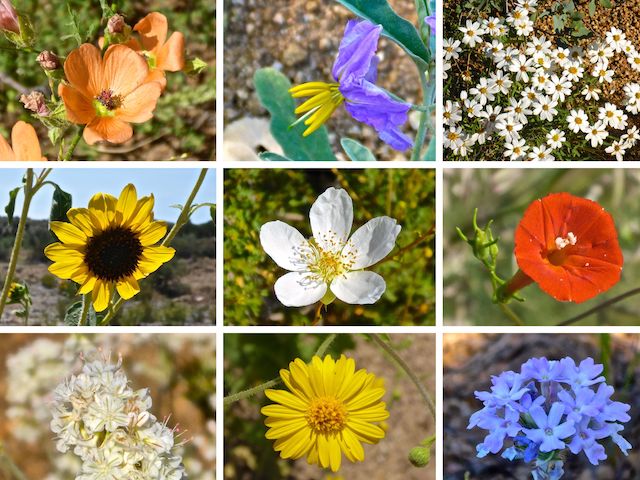 General Crook Trail #64 Flowers ... Top Row: Rusby's globemallow, silverleaf nightshade, blackfoot daisy ... Middle Row: common sunflower, Stansbury's cliffrose, Trans-Pecos morning glory ... Bottom Row: some kind of buckwheat, ???, southwestern mock vervain.