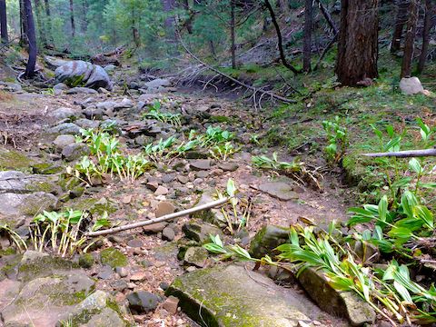 West Leonard Canyon showed signs of recent flash flooding: It takes a lot of force to permanently bend false hellebore (corn lily) permanently flat.