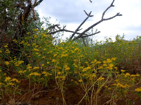 Saw these flowers regularly along the trail. They were the only flowers I saw. Perhaps golden crownbeard (Verbesina encelioides)?