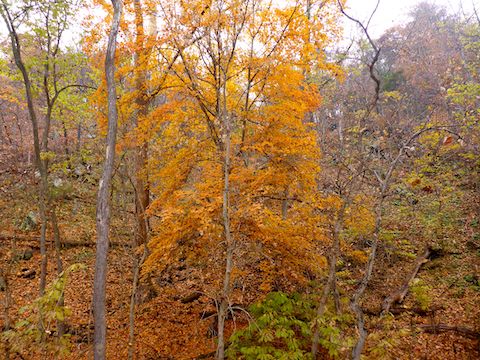 This tree near Indigo Neck Campground had the best fall color between Cohill Station and Little Orleans.