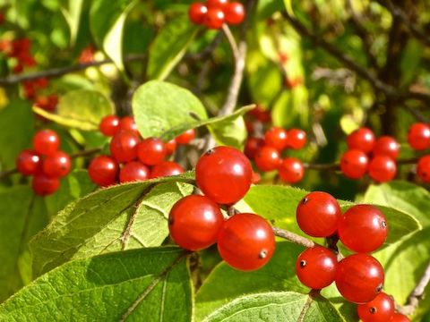 The shrubbery south of the second Western Maryland Railroad bridge was thick with these berries.