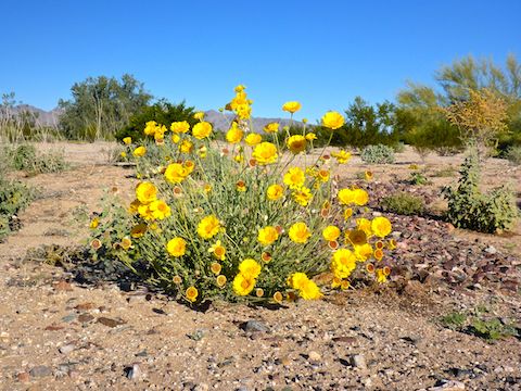 Quite a few nice desert marigold clusters in the Jackrabbit Wash detention basin -- but that was for desert flowers.
