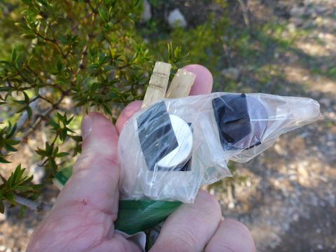 I found five of these watch (?) battery-containing baggies clipped to vegetation. This is the only one on the Desert Rose Trail; the other four were on Gadsden Trail. Not hiking garbage: They were deliberately placed.