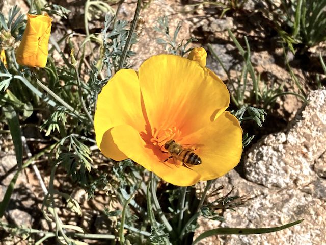Finally found some decent Mexican gold poppy just before Pima Canyon Trailhead. I've now completed 141.27 of 240 Maricopa Trail miles.