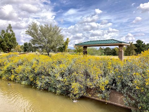 The only substantial desert flowers were these brittlebush along on the Consolidated Canal. The cabana is nice rest area, with bike tools.