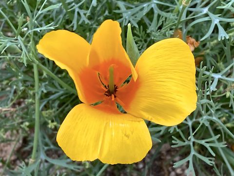There were also dense patches of Mexican gold poppy on west side of Hill 2308.