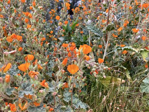 There were huge -- HUUUUUUUUGGGEEE -- swatches of desert globemallow along AZ-84, like God had spilled a bucket of cosmic orange paint between Stanfield and Hill 2308. (Lots along I-8 as well.) These were on the west side of Hill 2308.