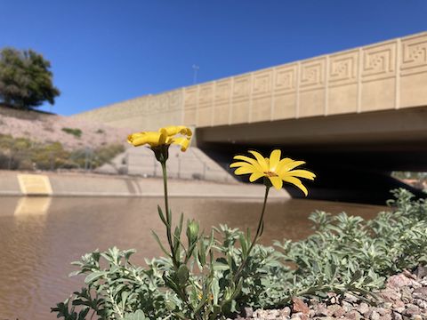 African daisy below the Superstition Freeway. The only undercrossing was suprisingly graffiti free!