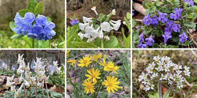 C&O Canal Flowers ... Top Row: Virginia bluebell, white Virginia bluebell, ground ivy ... Bottom Row: Dutchman's breeches, ragwort (I believe Packera aurea), Early saxifrage.