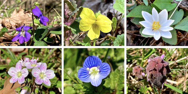 C&O Canal Flowers ... Top Row: common blue violet, dusky yellow violet, bloodroot ... Bottom Row: Eastern spring beauty, Persian speedwell, purple dead nettle.