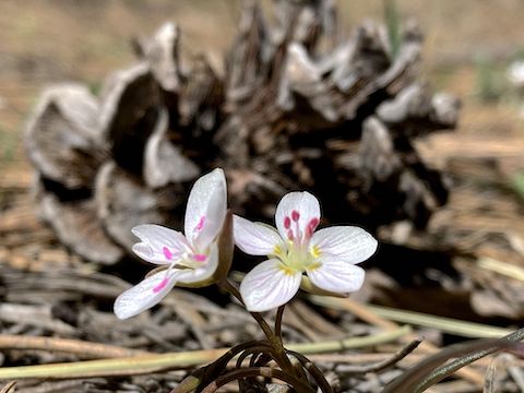 Western spring beauty (Claytonia lanceolata). High country flowers were sprase, but I also found one cluster of sad looking short-sepal bitter-root (Lewisia brachycalyx), and scattered dwarf lousewort (Pedicularis centranthera).