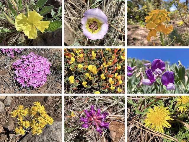 General Crook Trail #130 Flowers ... Top Row: yellow evening primrose, doubting mariposa lily, western wallflower ... Middle Row: longleaf phlox, red & yellow pea, {unknown} ... Bottom Row: hairy golden aster, ashen milkvetch, dandelion.