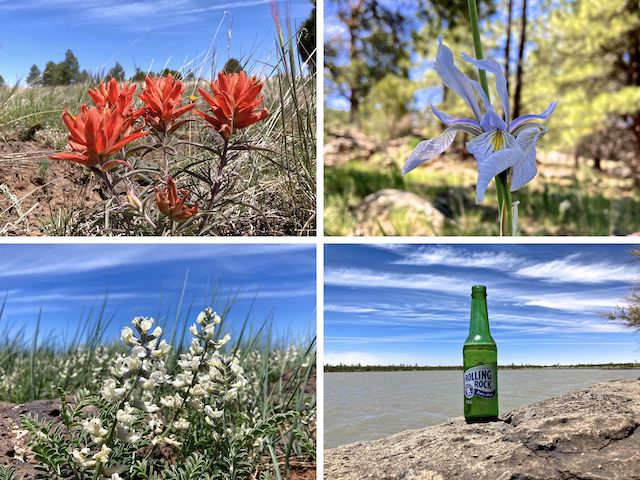 Foothills paintbrush, Rocky mountain iris and silky sophora. Not many flowers, so I added a hiking beer.