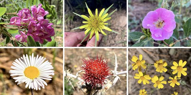 General Crook Trail Flowers ... Top Row: New Mexico locust, yellow salsify, Wood's rose ... Bottom Row: spreading fleabane, Arizona thistle, showy goldeneye.