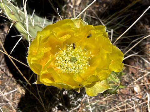 Twistspine prickly pear bloom on the west side of Hill 6684.