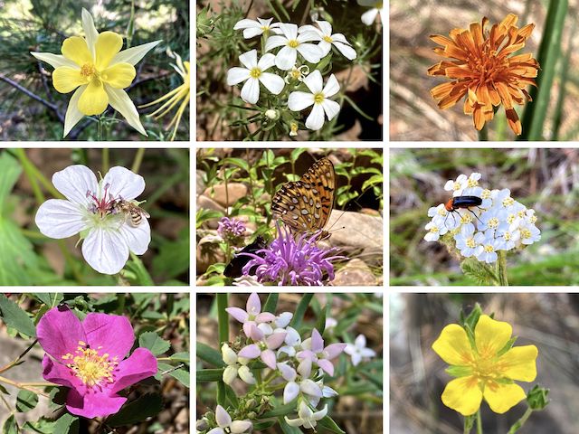 West Chevelon Canyon Flowers ... Top Row: yellow columbine, Nuttall's linanthus, orange agoseris ... Middle Row: Richardson's geranium, wild bergamot, western yarrow ... Bottom Row: Wood's rose, pygmy bluet, woolly cinquefoil.