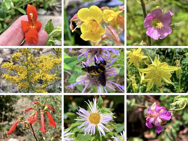 Crystal Spring Trail #17 Flowers ... Top Row: crimson monkeyflower, yellow monkeyflower, thicket / Fendler's globemallow ... Middle Row: Wright's goldenrod, wild bergamot, yellow columbine ... Bottom Row: scarlet penstemon, spreading fleabane, pineywoods geranium.