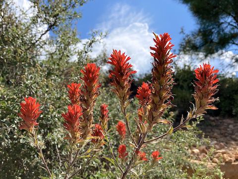 Some sort of paintbrush, either scarlet (Castilleja miniata) or Wyoming (Castilleja linariifolia). Other high country flowers I spotted included Arizona thistle, hairy golden aster, alpine false springparsley, Richardson's geranium, Wheeler's thistle, lupine and dandelion.