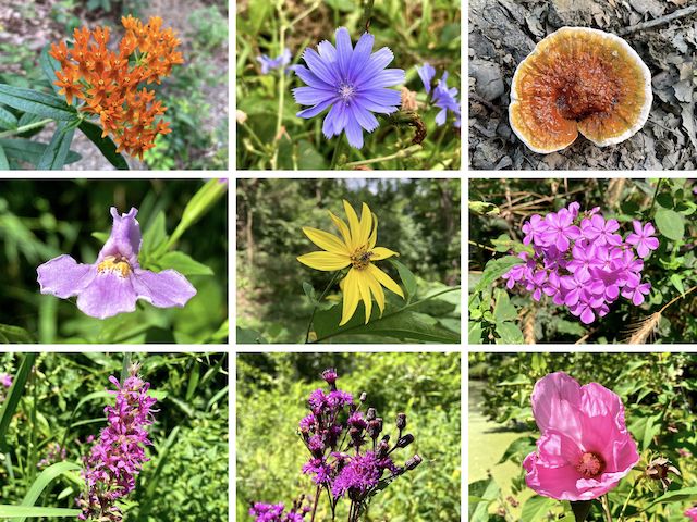 Chesapeake & Ohio Canal Flowers ... Top Row: butterfly milkweed, chicory, I don't know from mushrooms ... Middle Row: Allegheny monkeyflower, woodland sunflower, summer phlox ... Bottom Row: purple loosestrife, New York ironweed, crimson-eyed rosemallow.