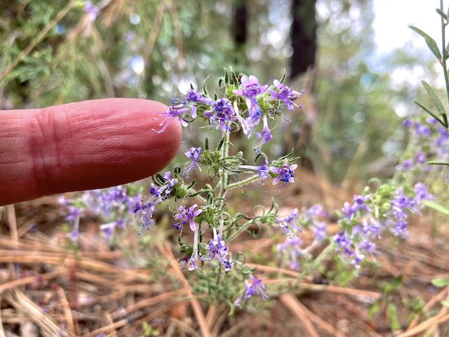 Tiny, even by many-flower gilia standards. More high country flowers.