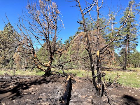 Localized Wilbur Fire damage. Juniper usually aren't clustered so close, so I'm guessing these were gambel oak.
