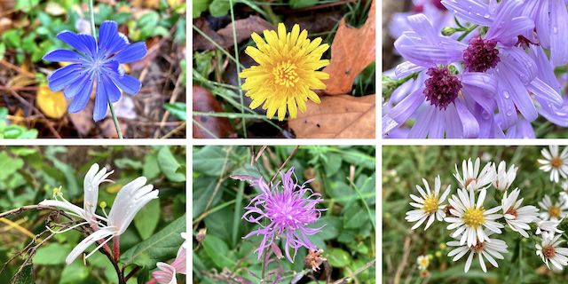 Neither did the Chesapeake & Ohio Canal have many flowers today ... Top Row: chicory, dandelion, some kind of aster ... Bottom Row: some kind of honeysuckle, wild bergamot, common blue aster.