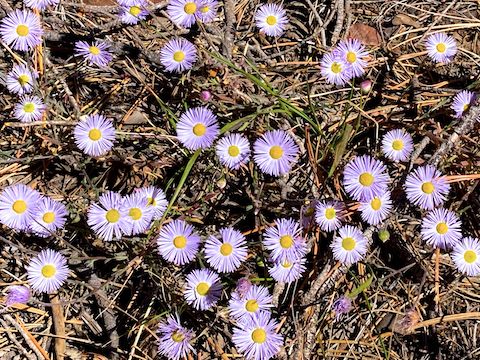 Aspen fleabane. Despite being late in the year, and after a poor monsoon, other high country flowers I spotted included Mexican silene, hairy golden aster, Arizona thistle, New Mexico fleabane, Wheeler's thistle, dandelion, fetid goosefoot, goldenrod, mullein, and western yarrow.