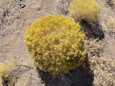 Quite a bit of Threadleaf snakeweed (Gutierrezia microcephala), some yellow, some dried out. High country flowers were rare, but I also spotted mesa tansyaster (Machaeranthera tagetina) and slender goldenweed (Xanthisma gracile).