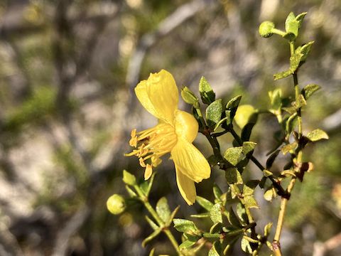 I saw three desert flowers all day: This creosote, an acacia and a brittlebush.