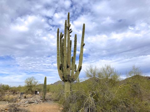 The most prolific saguaro was right before Gateway Trailhead.
