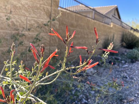 These penstemon were the only desert flowers I saw all day -- and they didn't bloom until 2 p.m.!