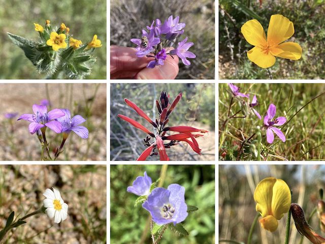 Hawes Trail System Flowers ... Top Row: fiddleneck, blue dick, Mexican gold poppy ... Middle Row: lesser yellowthroat gilia, scarlet bugler, redstem storksbill ... Bottom Row: white woolly daisy, distant phacelia, red and yellow pea.