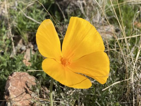 Mexican Gold Poppy (Eschscholzia californica ssp. mexicana) were located on the sun-facing slopes.