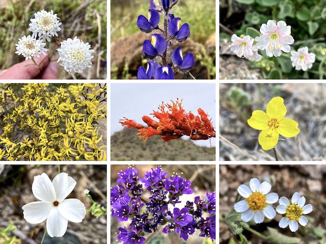 Skyline Regional Park Flowers ... Top Row: Steve's dustymaiden, Coulter's lupine, desert wishbone bush ... Middle Row: creosote, ocotillo, California suncup ... Bottom Row: evening snow, scorpionweed, white woolly daisy.