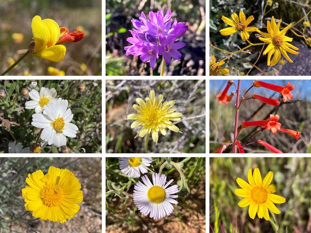 Maricopa Trail Flowers ... Top Row: red and yellow pea, blue dick, brittlebush ... Middle Row: blackfoot daisy, Lindley's false silverpuff, scarlet bugler ... Bottom Row: desert marigold, spreading fleabane, California goldfields.