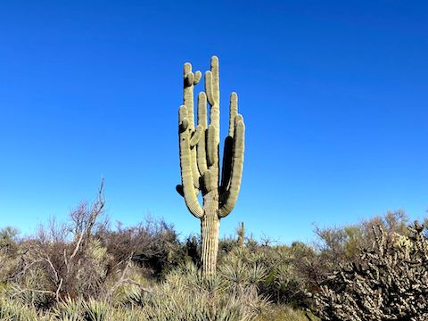 Like Bootlegger Trail, Granite Mountain Trail has prolific saguaro.