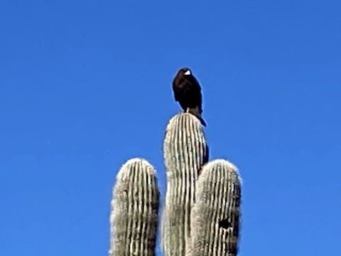 Normally, birds don't let me get close enough for a picture: This hawk not only held his pose, but made several calls! Check out the video below ...