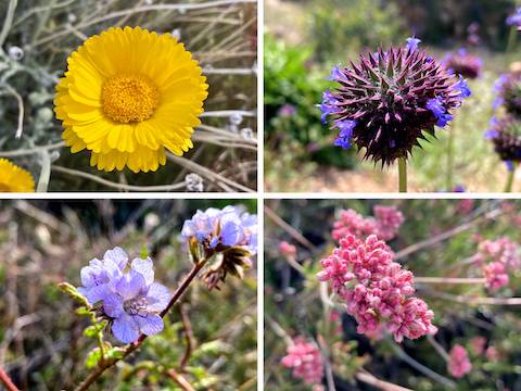 Clockwise from upper left: desert marigold, chia, flat top buckwheat, and distant phacelia.