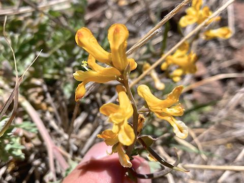 Golden corydalis (Corydalis aurea) found above US-191. The only other high country flowers I found were paintbrush and fleabane, along Sardine Creek.