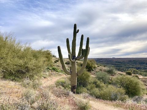 Saguaro above Camp Creek. Other folks have seen nice cactus flowers this Spring, but unfortunately not me.