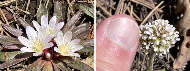 Not all the Lewisia brachycalyx (left) were blooming, but they were 99.9% of the flowers I found. I believe the flowers on the right are Micranthes rhomboidea, despite being early in the season, and at low altitude (7800 ft.), for the species. The only other flowers I found were dandelion and alpine false spring parsley.