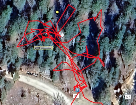My search for V51, with 20 ft. scale. What I didn't physically walk, I slowly & deliberately visually scanned. I also picked up logs & moved brush.