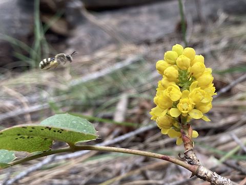 Creeping barberry (Berberis repens) is a shrub, not a flower. First time photographing one. Got lucky with the bee coming in for a landing.