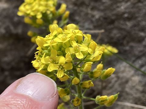 Rough whitlowgrass (Draba asprella) was another first time flower sighting for me. Fingernails need a trim though ...